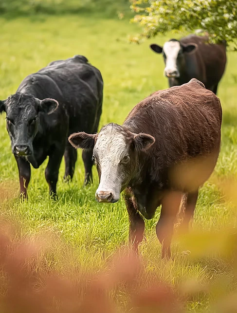 Angus cattle