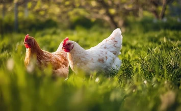 Chickens on grass
