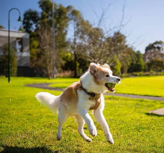 Dog Playing outside