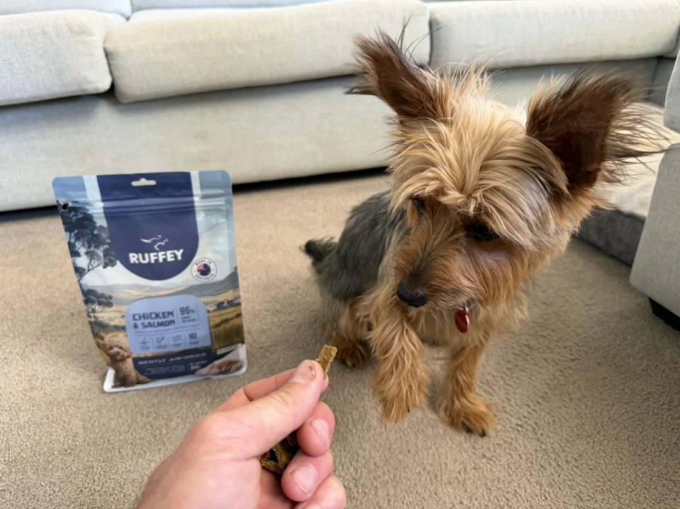 Dog with Ruffey